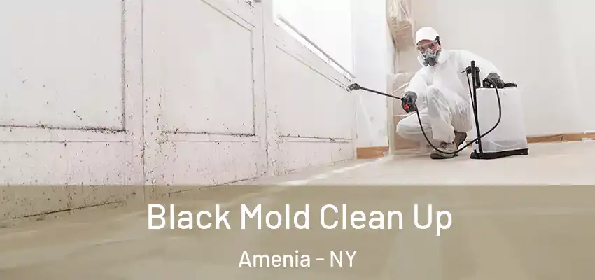  Black Mold Clean Up Amenia - NY