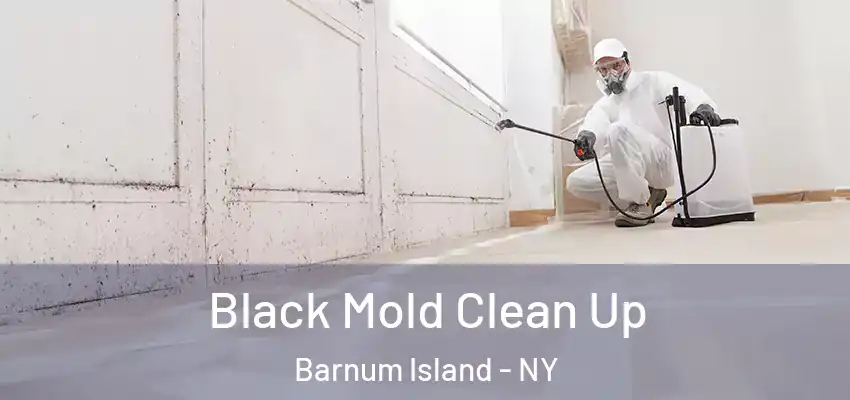  Black Mold Clean Up Barnum Island - NY