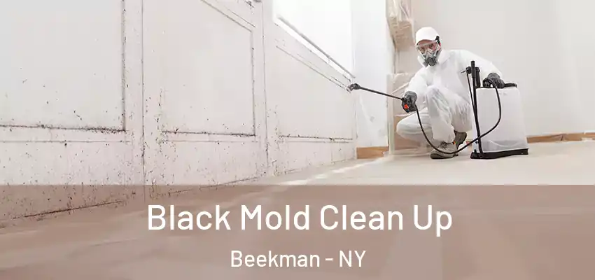  Black Mold Clean Up Beekman - NY