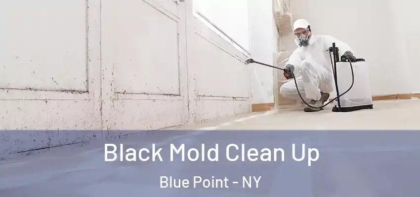  Black Mold Clean Up Blue Point - NY
