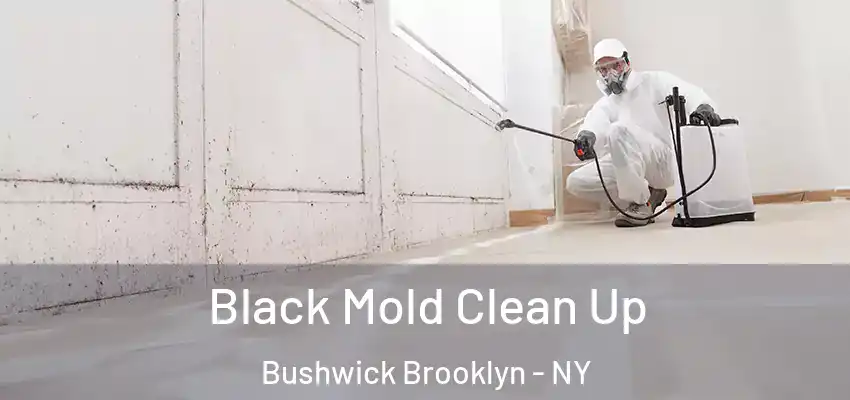 Black Mold Clean Up Bushwick Brooklyn - NY