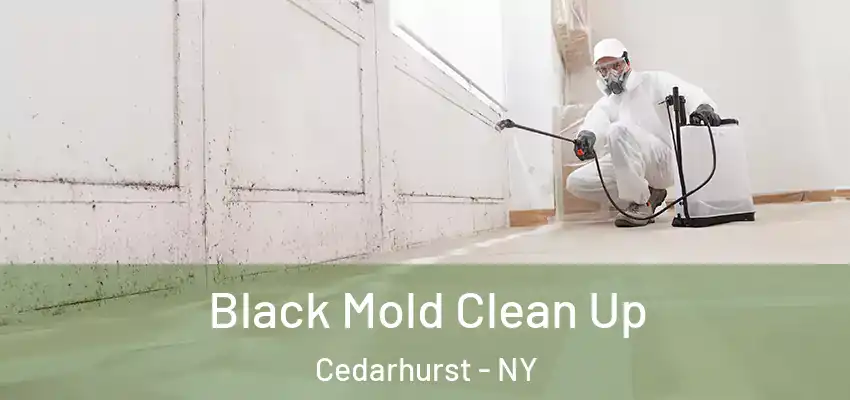  Black Mold Clean Up Cedarhurst - NY