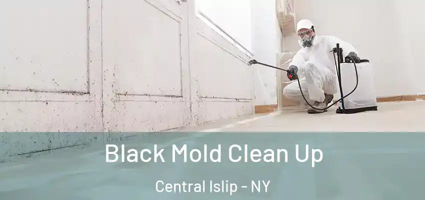 Black Mold Clean Up Central Islip - NY