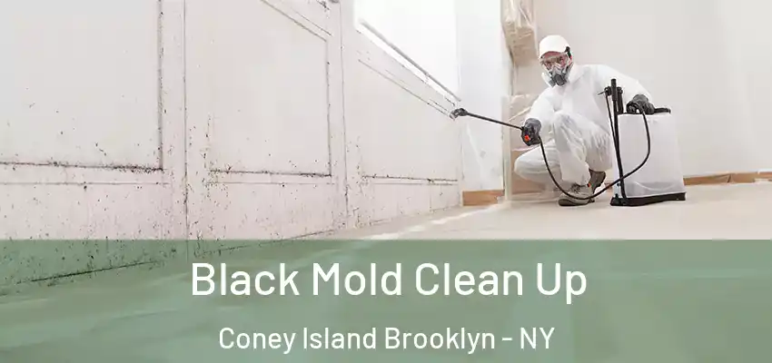 Black Mold Clean Up Coney Island Brooklyn - NY