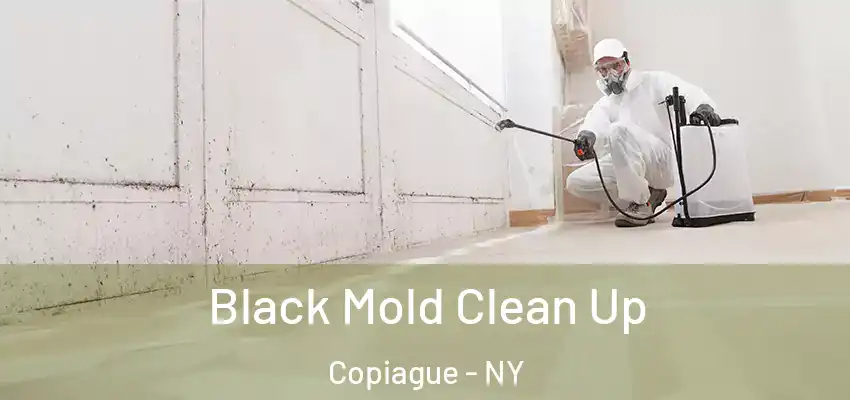  Black Mold Clean Up Copiague - NY