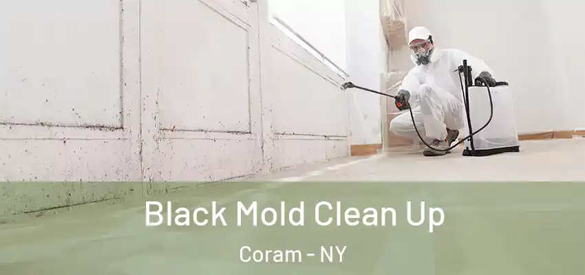  Black Mold Clean Up Coram - NY