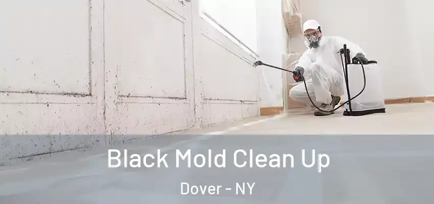 Black Mold Clean Up Dover - NY