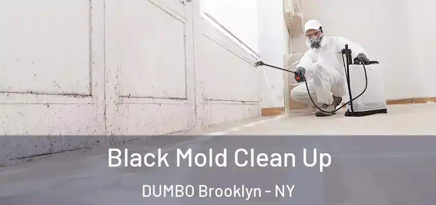  Black Mold Clean Up DUMBO Brooklyn - NY