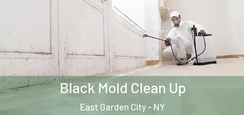  Black Mold Clean Up East Garden City - NY