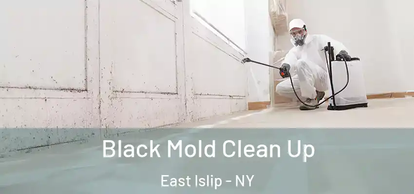  Black Mold Clean Up East Islip - NY