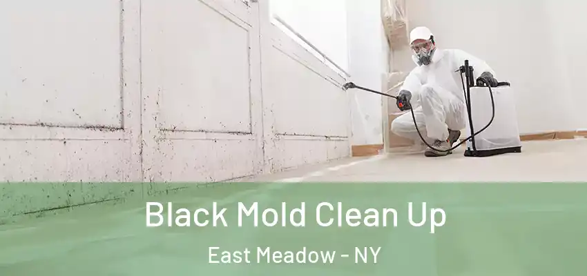 Black Mold Clean Up East Meadow - NY
