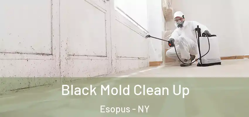 Black Mold Clean Up Esopus - NY