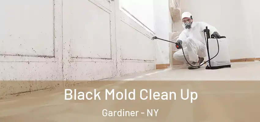  Black Mold Clean Up Gardiner - NY