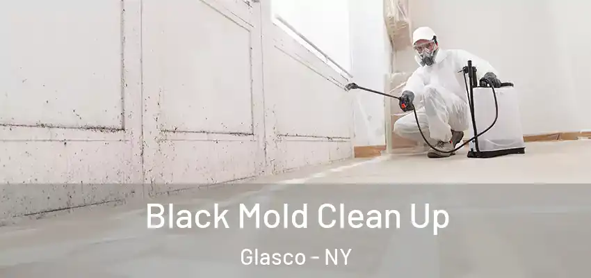  Black Mold Clean Up Glasco - NY