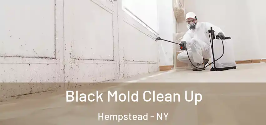 Black Mold Clean Up Hempstead - NY