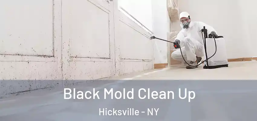  Black Mold Clean Up Hicksville - NY