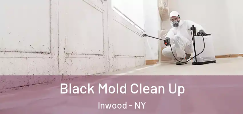  Black Mold Clean Up Inwood - NY