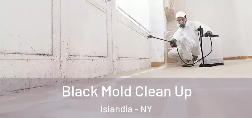  Black Mold Clean Up Islandia - NY
