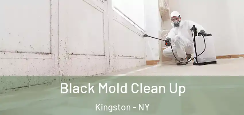 Black Mold Clean Up Kingston - NY