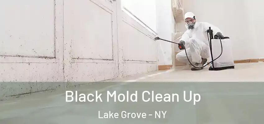  Black Mold Clean Up Lake Grove - NY