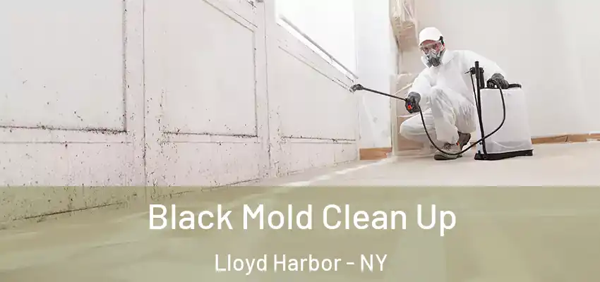 Black Mold Clean Up Lloyd Harbor - NY