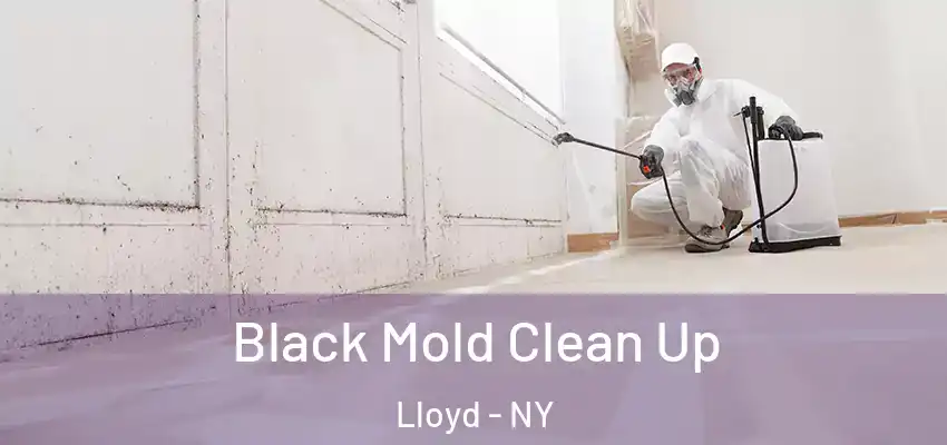 Black Mold Clean Up Lloyd - NY