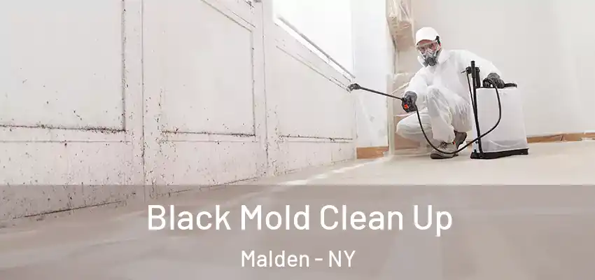  Black Mold Clean Up Malden - NY