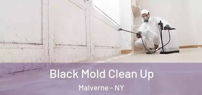 Black Mold Clean Up Malverne - NY
