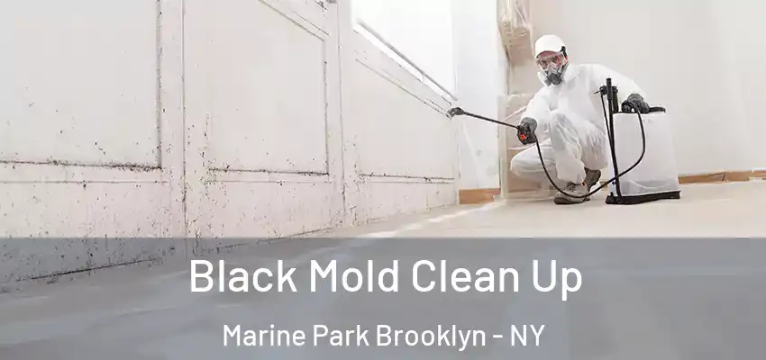  Black Mold Clean Up Marine Park Brooklyn - NY