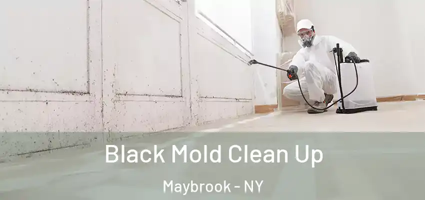 Black Mold Clean Up Maybrook - NY