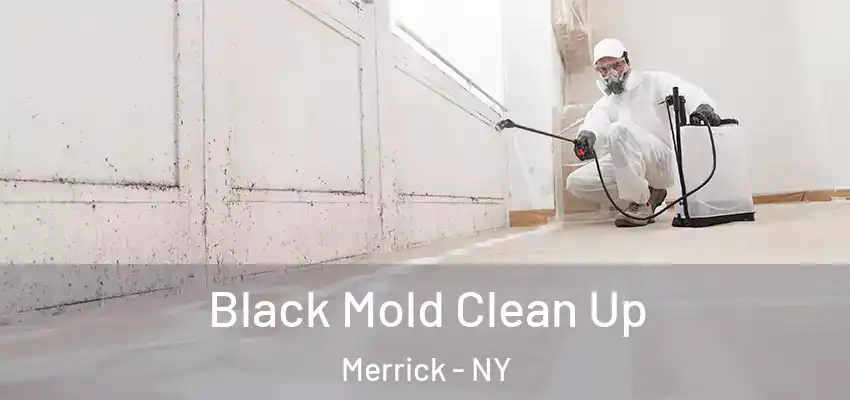 Black Mold Clean Up Merrick - NY