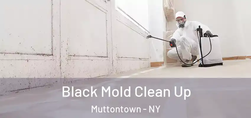  Black Mold Clean Up Muttontown - NY