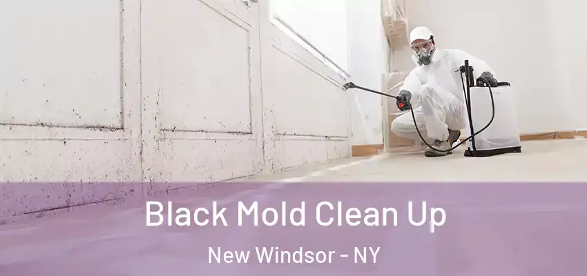  Black Mold Clean Up New Windsor - NY