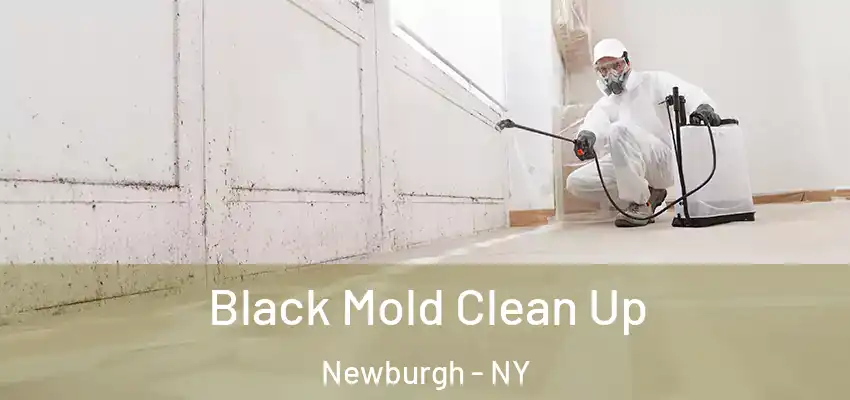 Black Mold Clean Up Newburgh - NY