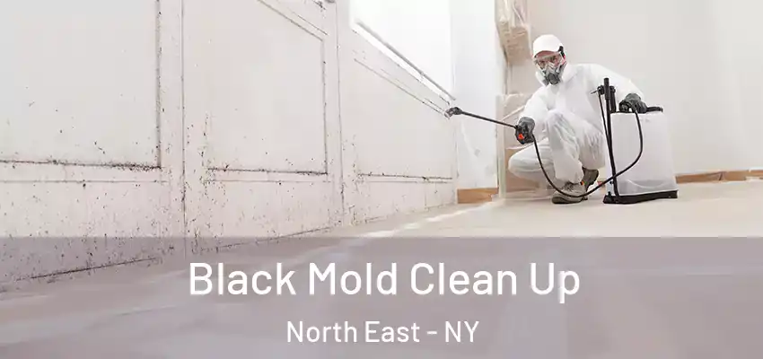  Black Mold Clean Up North East - NY