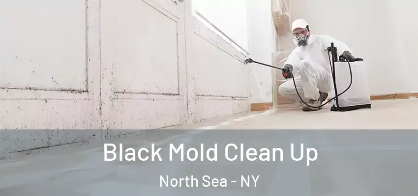 Black Mold Clean Up North Sea - NY