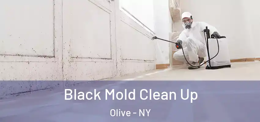 Black Mold Clean Up Olive - NY