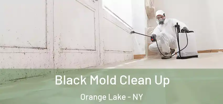 Black Mold Clean Up Orange Lake - NY