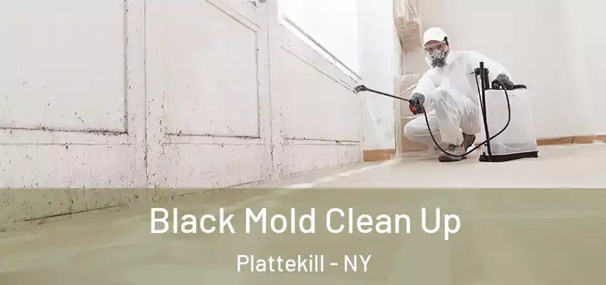 Black Mold Clean Up Plattekill - NY