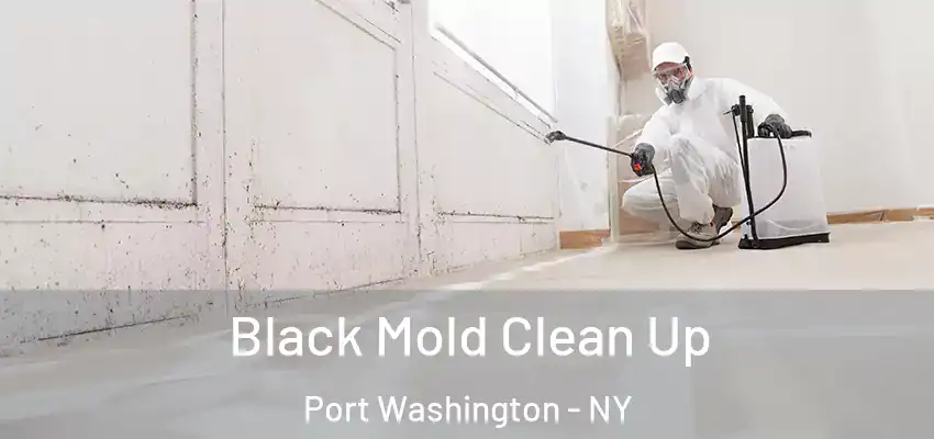  Black Mold Clean Up Port Washington - NY