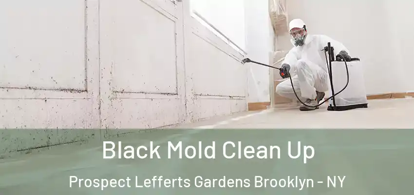  Black Mold Clean Up Prospect Lefferts Gardens Brooklyn - NY