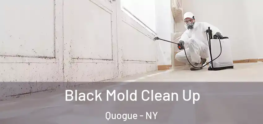  Black Mold Clean Up Quogue - NY