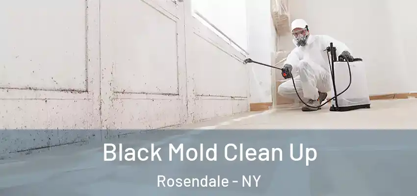 Black Mold Clean Up Rosendale - NY