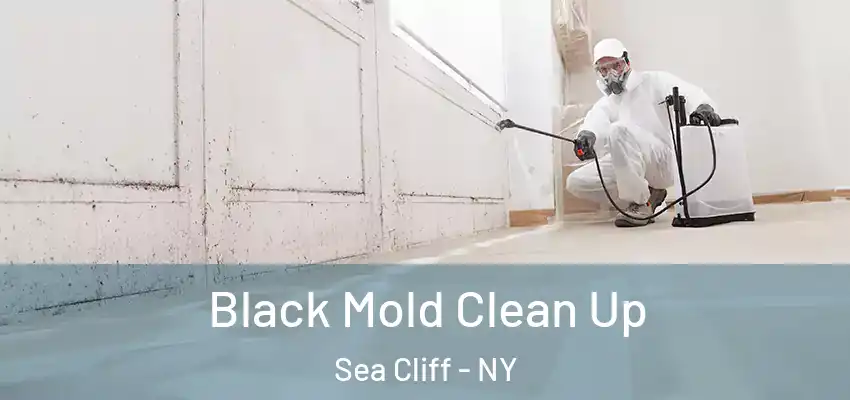  Black Mold Clean Up Sea Cliff - NY