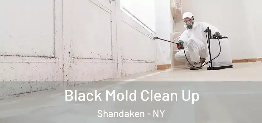  Black Mold Clean Up Shandaken - NY