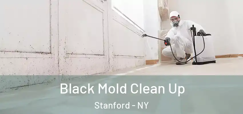 Black Mold Clean Up Stanford - NY