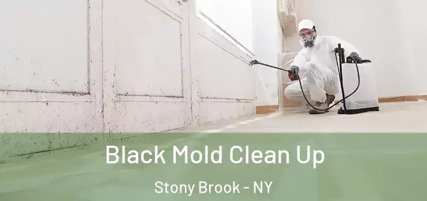  Black Mold Clean Up Stony Brook - NY