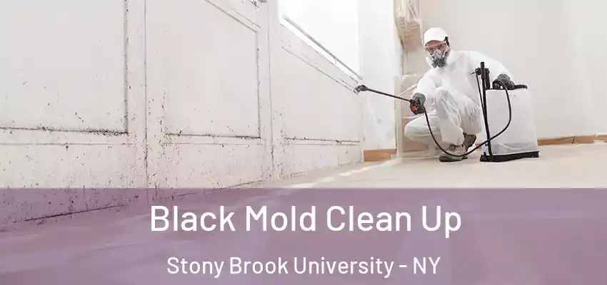  Black Mold Clean Up Stony Brook University - NY