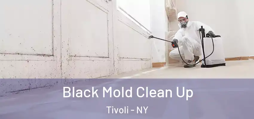  Black Mold Clean Up Tivoli - NY