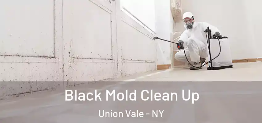  Black Mold Clean Up Union Vale - NY